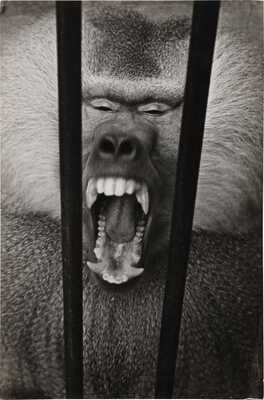 Фотография «Гвидон сердится» / Фот. Н. Хорунжий. [Сухуми, 1959].